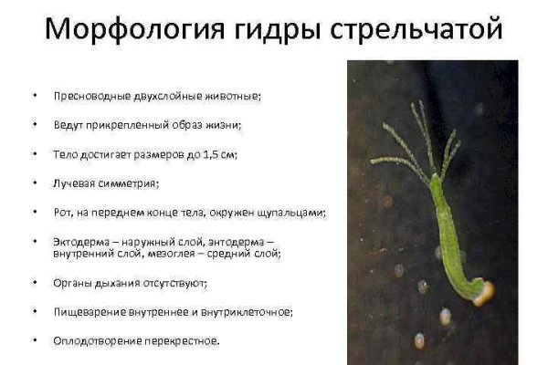 Кракен ссылка 25