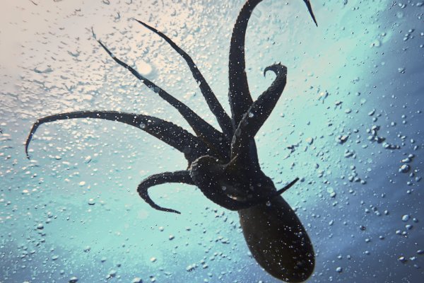Kraken tor song